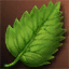 Young Mother Tree's Leaf (Time-limited)